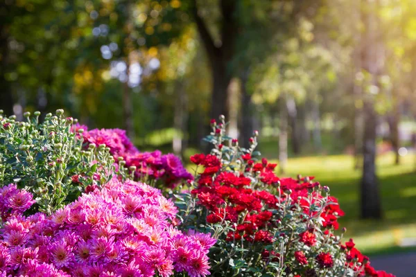 Цветочный Фон Хризантемы Цветы Саду — стоковое фото