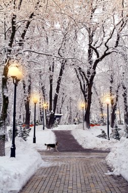 Park karla kaplanmış sokak ışıklarıyla aydınlatılmış ağaçlar.
