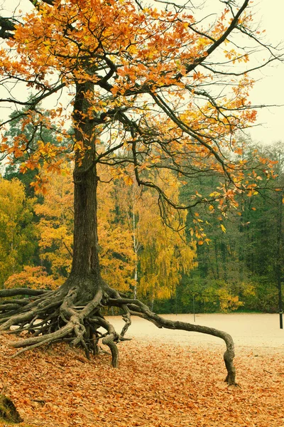 Árbol Con Raíces Paisaje Natural Otoñal Imagen Ligeramente Tonificada —  Fotos de Stock