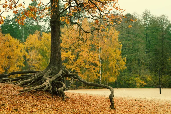 有根的树 秋天的自然景观 柔和色调的图像 — 图库照片