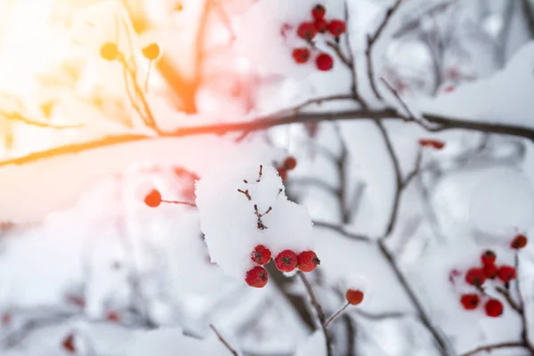 Ramo Red Rowan Soffocato Una Caduta Neve Inverno Paesaggio Sfondo — Foto Stock