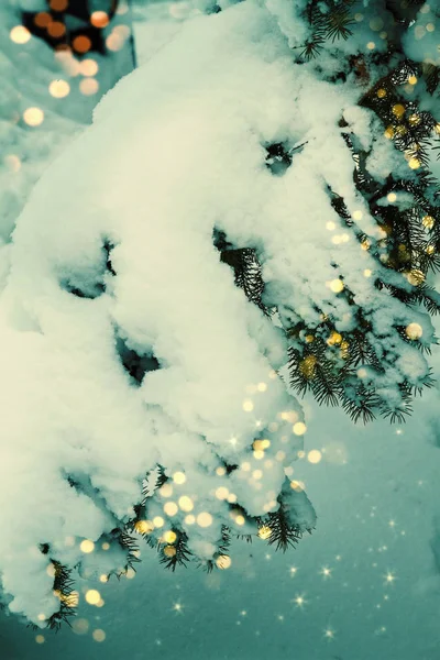 Ramo Árvore Natal Sufocado Com Uma Queda Neve Natal Ano — Fotografia de Stock