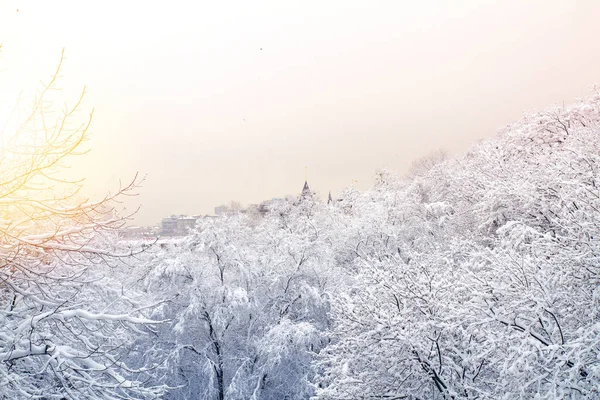 Kış Gökyüzüne Karşı Karla Kaplı Ağaçlar — Stok fotoğraf