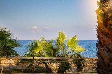 Soyut plaj arka planı - okyanus mavisi gökyüzüne karşı palmiye ağaçları. Kopya alanı, yaz tatili konsepti. Deniz kıyısı rahatla, dışarı çık.