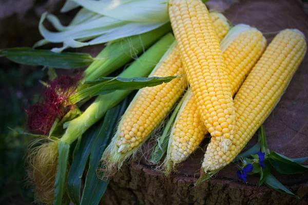 Corn Cob Garden Image Food Vegetable Product Sweet Maize Corn — Stock Photo, Image