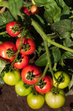 Olgun kırmızı domatesler ve olgunlaşmamış yeşil domatesler bahçedeki domates bahçesinde asılıdır.