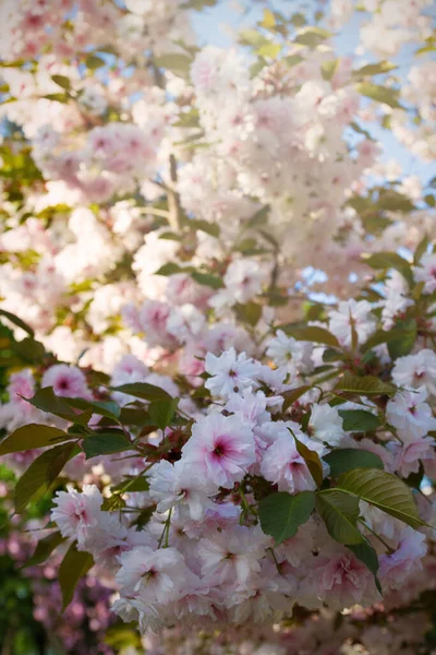 Cherry Fruit Trees Spring Nature Sakura Flowers Park — Stock Photo, Image