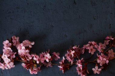 Bahar meyvesi çiçeklerinden yapılmış. Bahar çiçeği arka planı