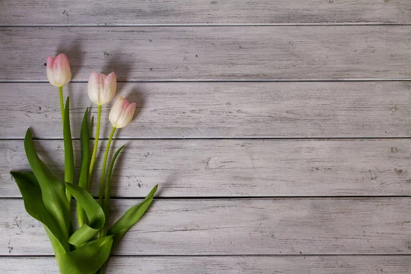 Diseño Hecho Flores Tulipán Fondo Flor Primavera Vista Desde Arriba —  Fotos de Stock