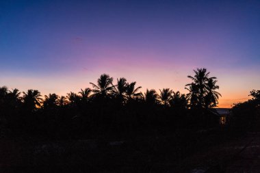Gün batımında bozkırda palmiye ağaçları
