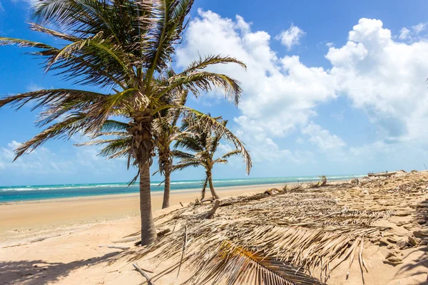 Palm Trees Beach — Stock Photo, Image