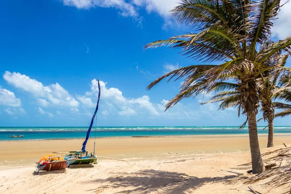 Palm Trees Beach — Stock Photo, Image