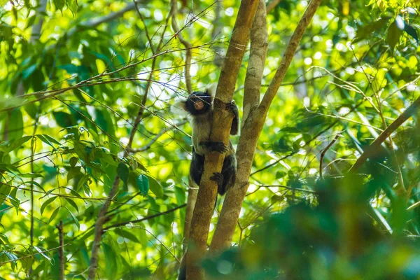 Ağaçta oturan sevimli koala.