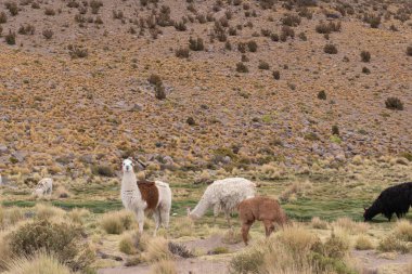 Dağlarda bir grup koyun