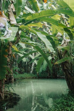  Fervedouro Bela Vista, turistlerin Jalapao, Tocantins bölgesinde yüzebildikleri kumdan filizlenen kristal su kaynaklarından biridir.