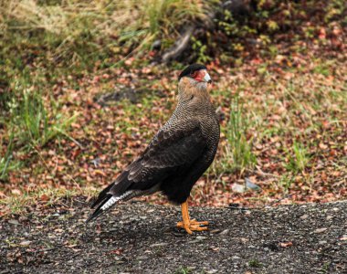 Ushuaia bölgesinde bulunan Southern Crested Caracara (Caracara plancus), Ateş Ülkesi (Tierra del Fuego), Arjantin
