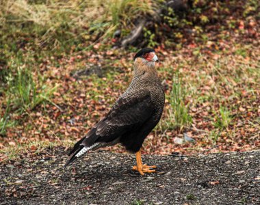 Southern Crested Caracara (Caracara plancus) in Ushuaia area, Land of Fire (Tierra del Fuego), Argentina clipart