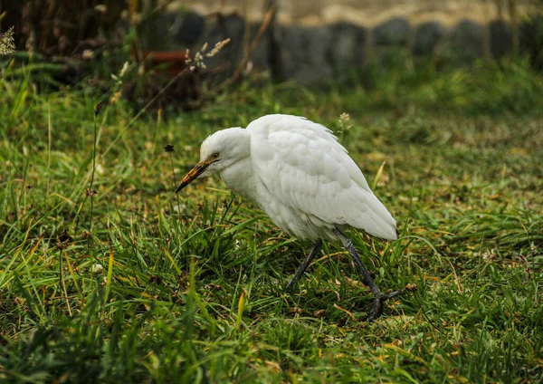 Vista Cerca Aves Hábitat Natural — Foto de Stock