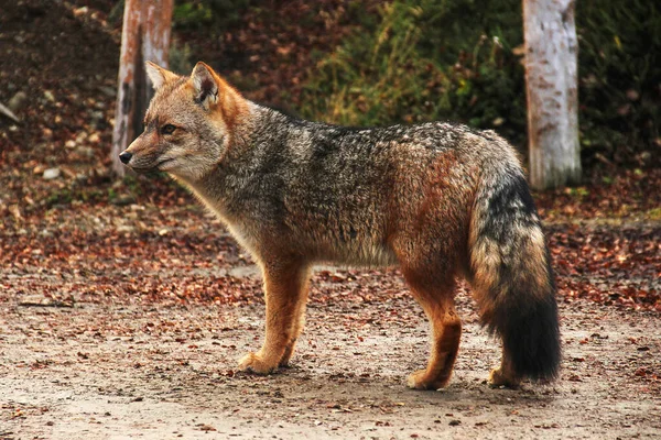 Ushuaia 'daki Cerro Guanaco tepesindeki gri tilki, Arjantin