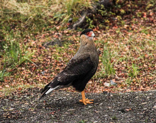 Southern Crested Caracara Caracara Plancus Ushuaia Area Land Fire Tierra — стокове фото