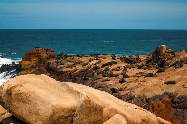 Güney Amerika deniz aslanları, Cabo Polonio, Uruguay