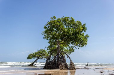 Barra Velha Plajı, Brezilya