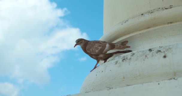 Brun duva på pelare Antigua Guatemala Church mot en blå himmel — Stockvideo