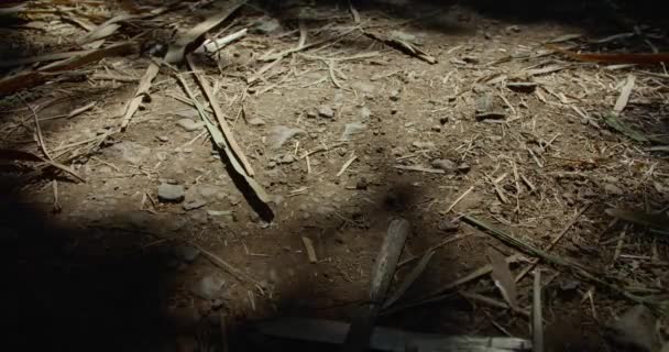 Tree branches making shadows on a dirt road — Stock Video