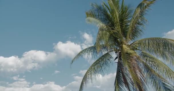 Egy pálmafa a kék ég ellen, felhőkkel. — Stock videók