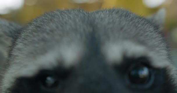 Curioso mapache ataca cámara después de oler a fondo — Vídeo de stock
