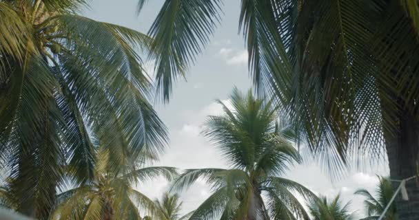 A group of palm trees next to each other — Stock Video