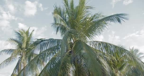 A group of exotic palm trees against a sky with small clouds — Stock Video