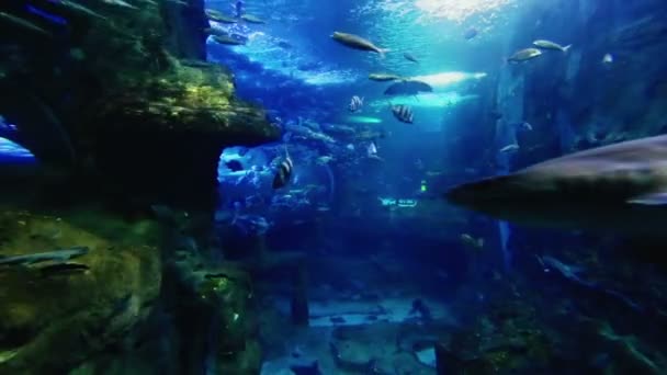 Море в аквариуме — стоковое видео