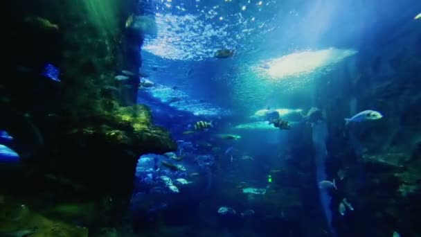 Vida marina en el oceanario — Vídeo de stock