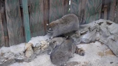 Üç pofuduk rakun çitlere uzanıyor, dinleniyor, uyuyor ve yalanıyor.