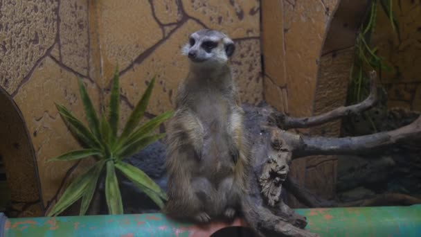 Small Field Colored Meerkat Stands Its Hind Legs Looks Different — Stock Video