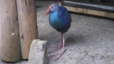 Porphyrio Porphyrio uzun ince bacakları üzerinde duruyor kamerayı fark ediyor ve kaçıyor.