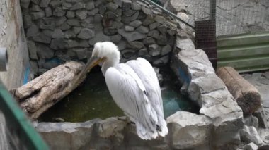 Tüylü beyaz bir pelikan gölün kenarında oturur, bir balık yakalar ve onu yüksek sesle gagasını tıklatarak yer.