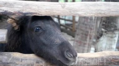 Kız çitten dışarı bakan siyah bir midilliyi okşuyor.