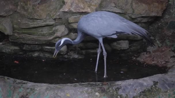 Demoiselle Crane Walks Pond Looks Food Looking Camera — Stock Video