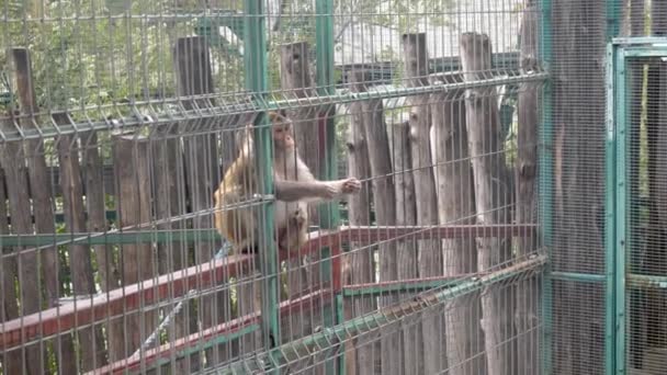オレンジ色の毛の猿が動物園のバーに座って 訪問者が投げたり食べたりする食べ物をキャッチします — ストック動画