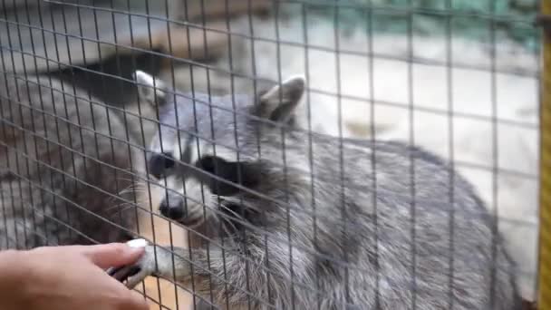 Raccoon Begs Cage Pulls Its Legs Food Takes Chews — Stock Video