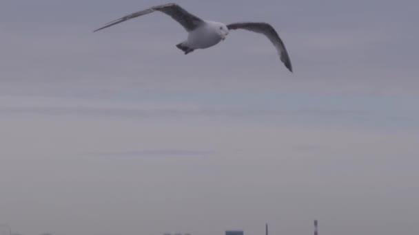 Meeuw Vliegt Het Water Tegen Achtergrond Van Stad — Stockvideo