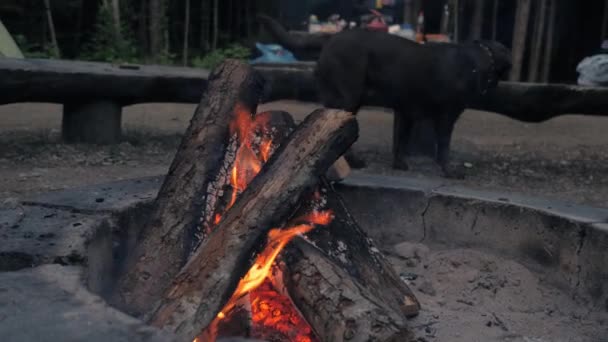 Labrador Dog Walks Campfire Smoke Falling Sparks Background Girl Arranges — Stock Video