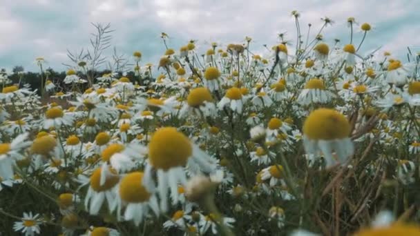 Arbeitswindrad Inmitten Eines Großen Feldes Voller Gänseblümchen Einem Bewölkten Sommertag — Stockvideo
