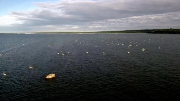Lagoa Com Muitos Cisnes Nadando Fundo Floresta Com Moinhos Vento — Vídeo de Stock