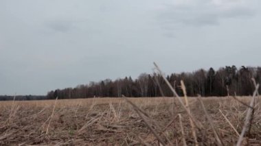 Kasvetli bulutlu bir havada karanlık bir ormanın önündeki kuru bir tarlanın sonbahar manzarası.