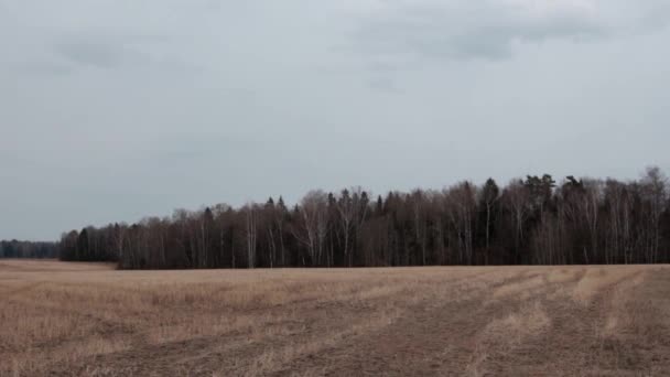 Autumn Landscape Dry Mowed Field Front Dark Forest Gloomy Cloudy — Stock Video