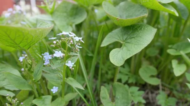 Брюнетка Цвіте Маленьких Синіх Квітках — стокове відео