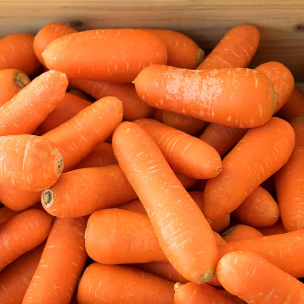 Frische Bio-Karotten — Stockfoto